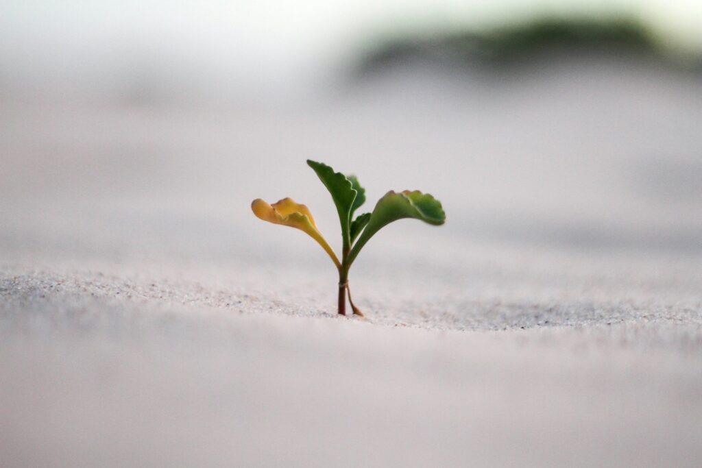 Plant sprouting from soil